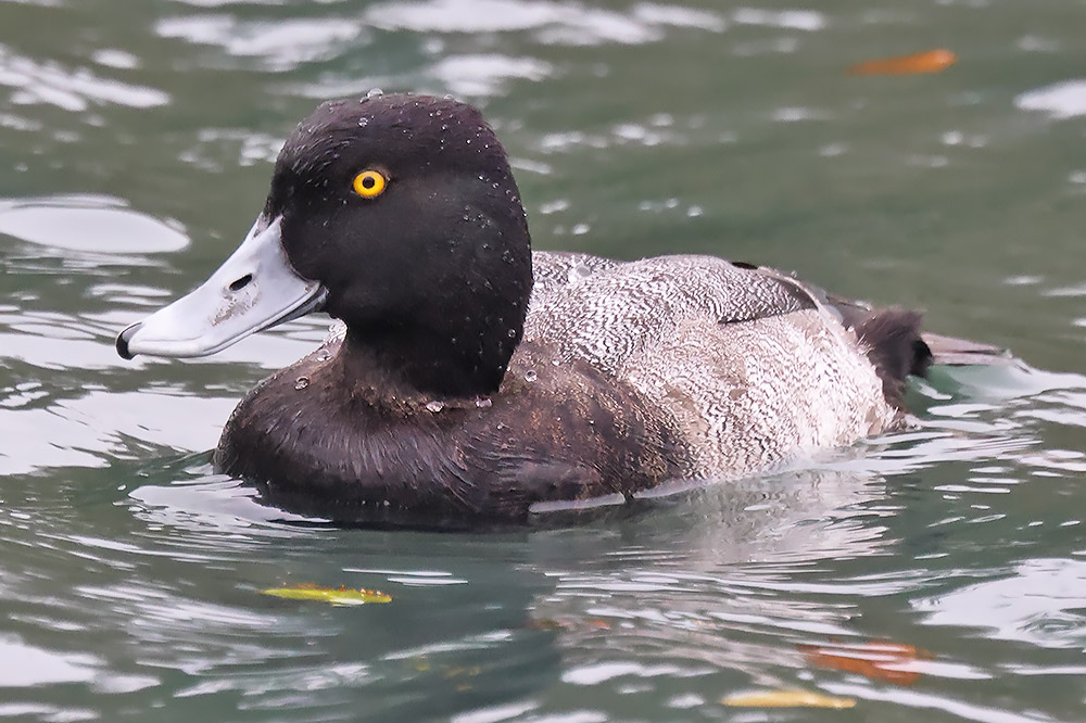 Lesser scaup